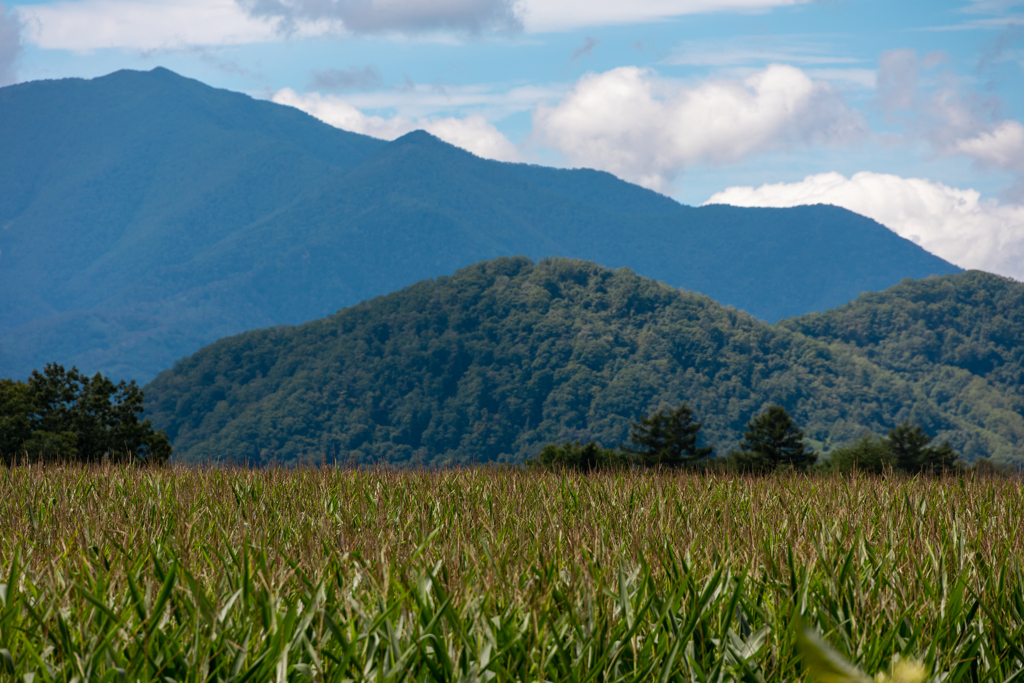 やま　と　とうきび