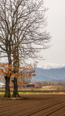 はたけの　なかで　そだつ