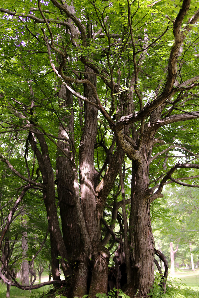 にょき　にょき
