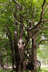 にょき　にょき