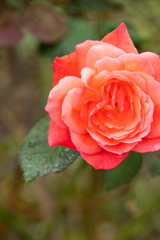 まだまだ　さくんだ。　かんどう！