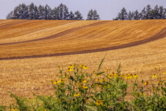 きいろい　はな