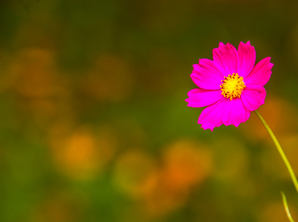 みちばたに　さく