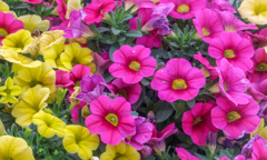 さいてくれて　ありがとう