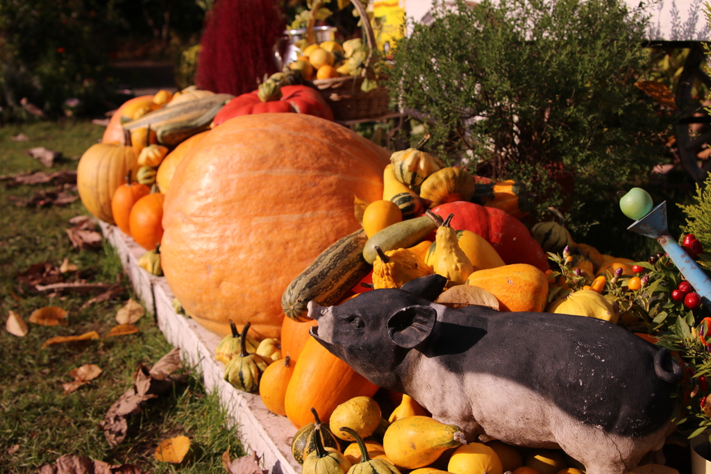 ぶたにかぼちゃ