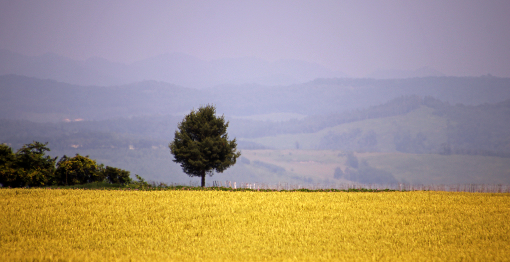 なにが　みえる？