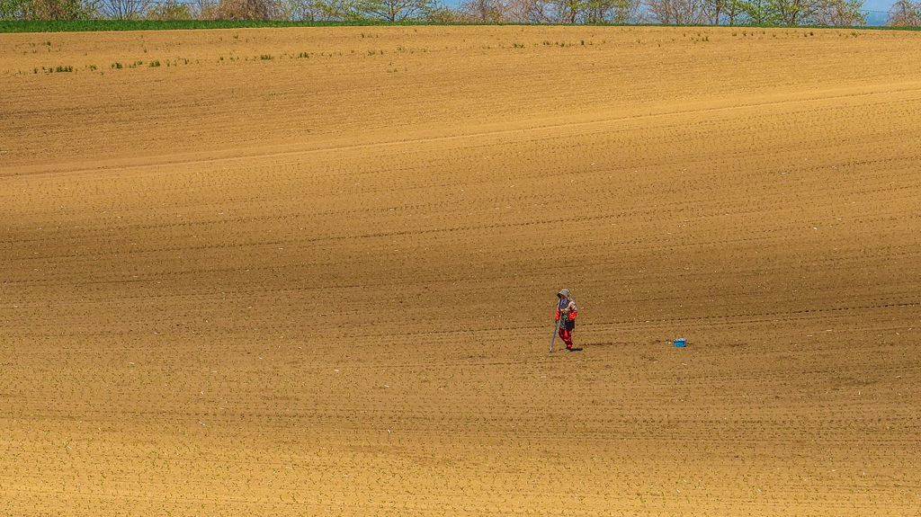 はたけの　なかの　おばちゃん
