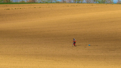 はたけの　なかの　おばちゃん