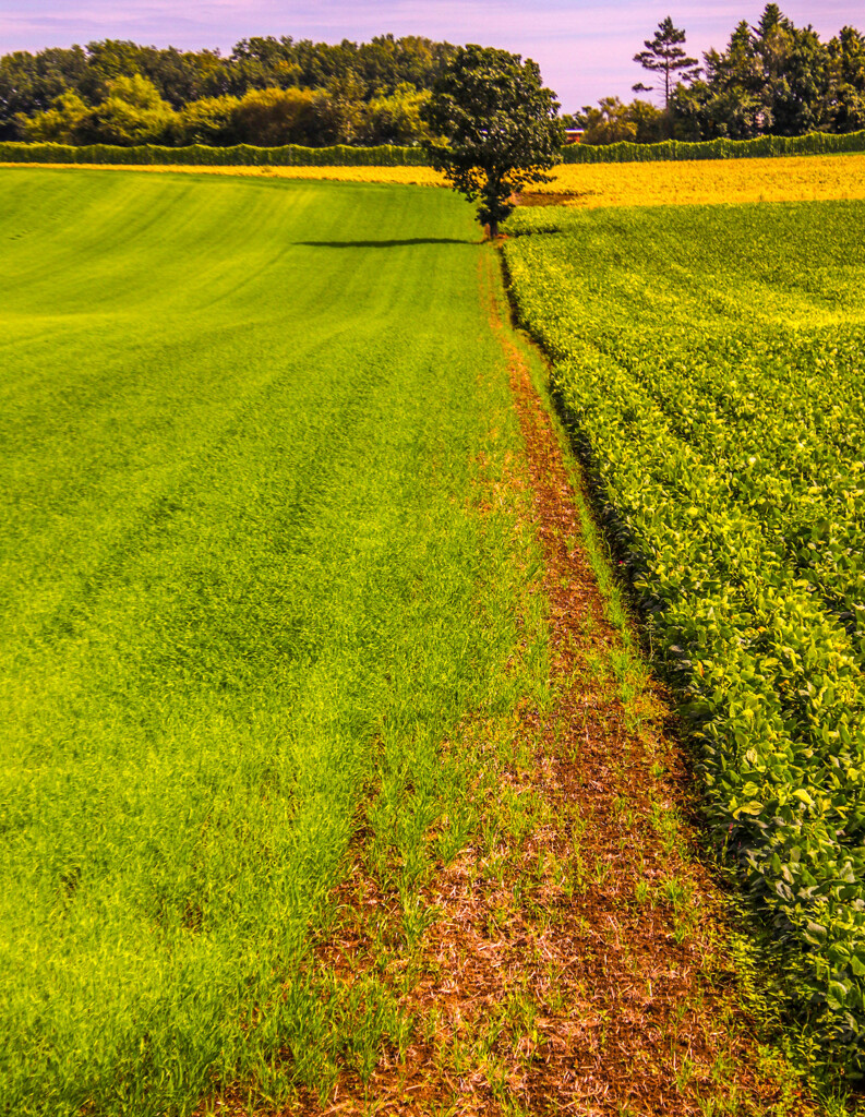 おりて　みようよ