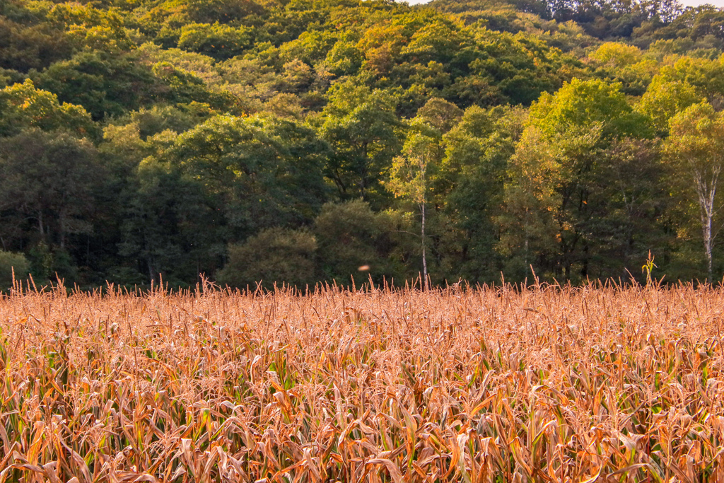 おわり　と　はじまり