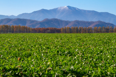 あきの　はたけ