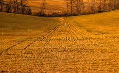 あかく　そまる