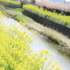 きいろ、ぴんく、うきうき。