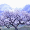 咲き誇れ