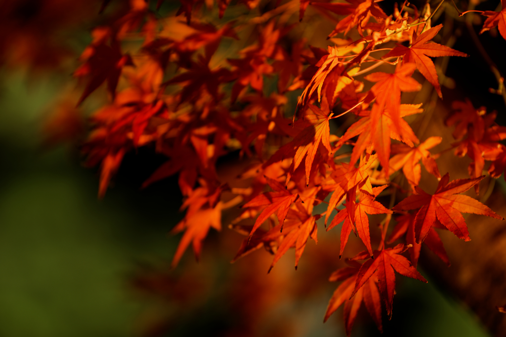 照りゆく紅葉