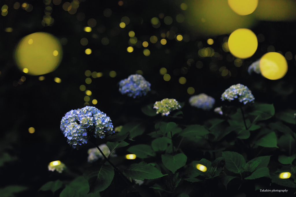 紫陽花演舞