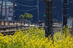 線路に菜の花を添えて