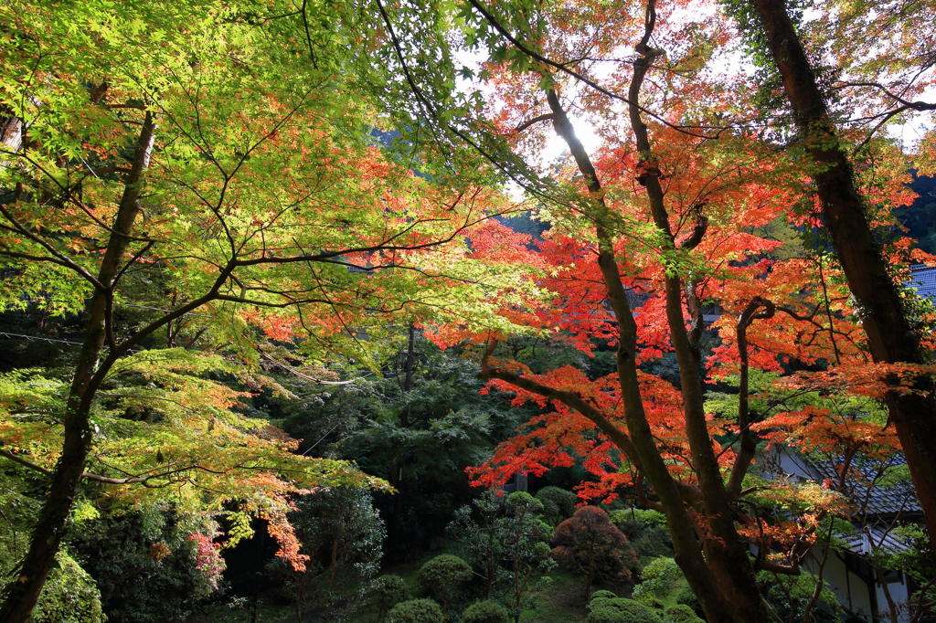 紅葉