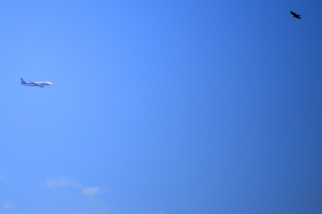 大空を舞う二つ