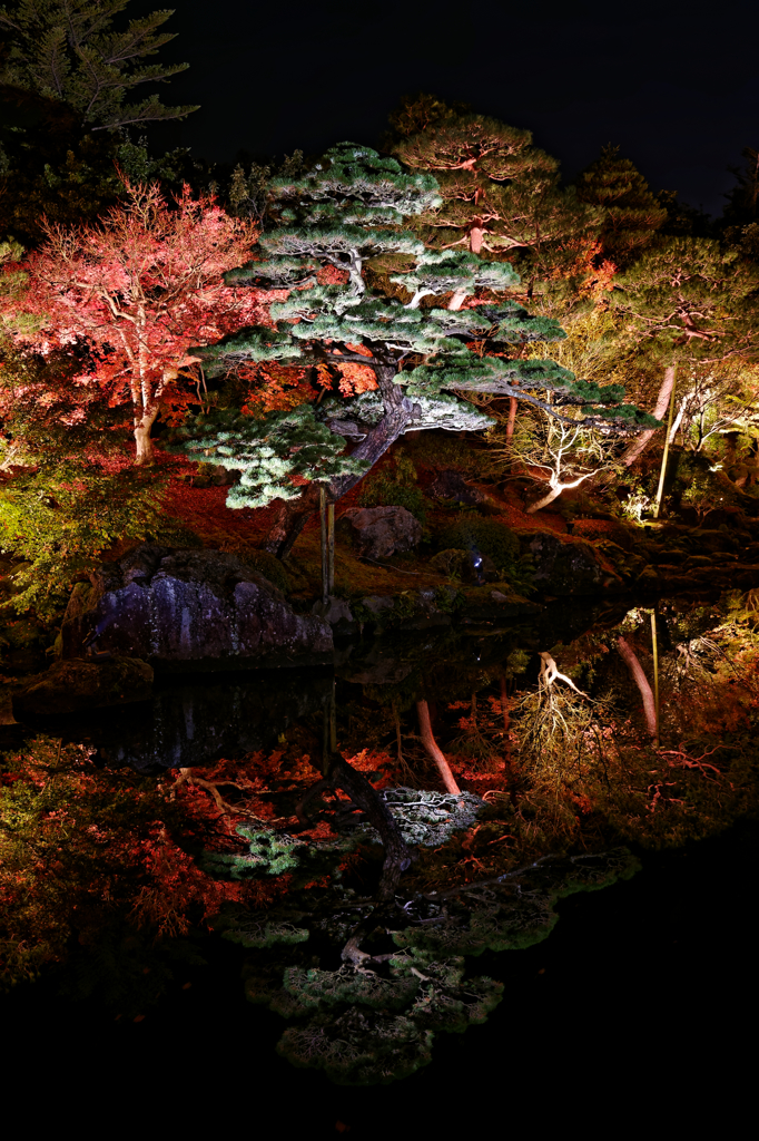 夜間鑑賞2