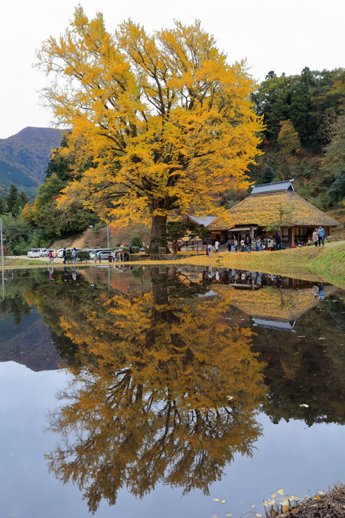 島根県　金言寺　大銀杏