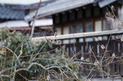 雀のなる木