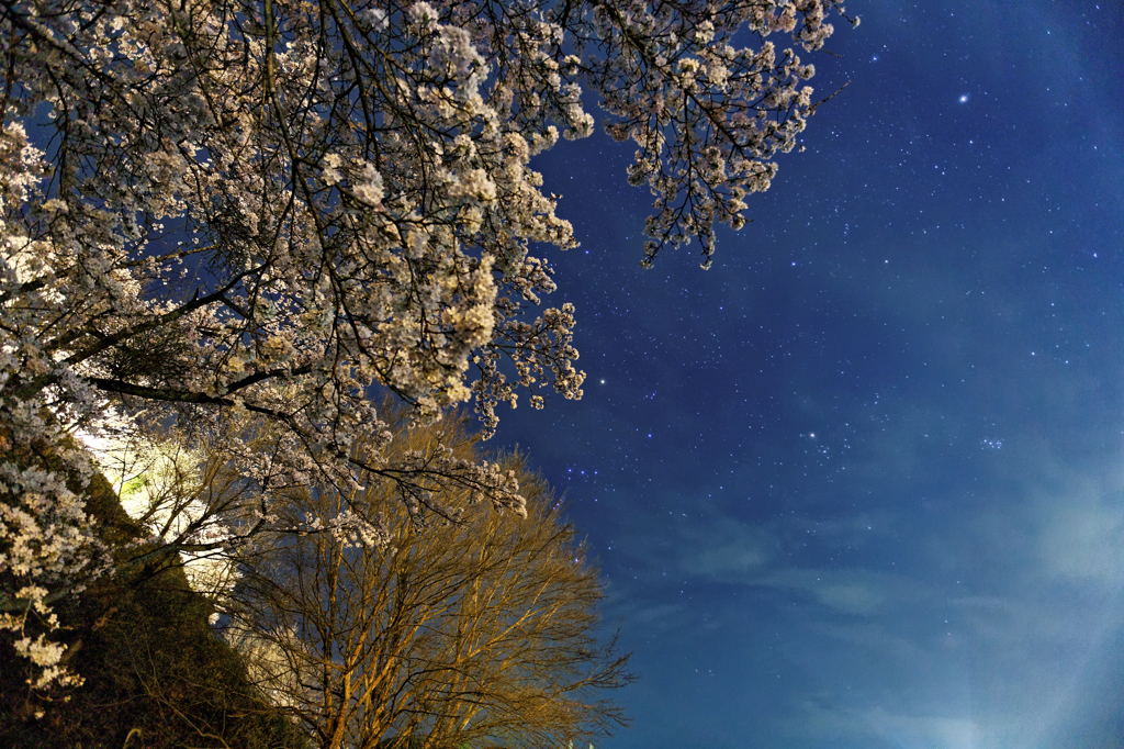 桜にきらめく