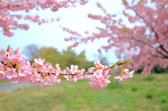 春爛漫