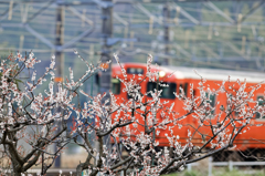 梅と雀と電車