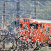 梅と雀と電車