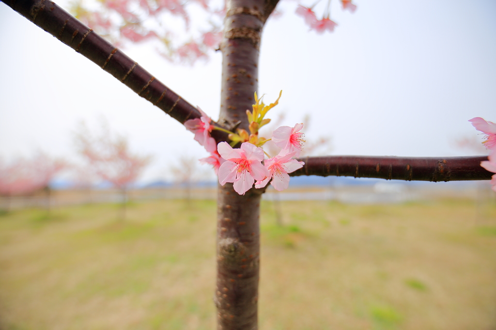 さくらさく