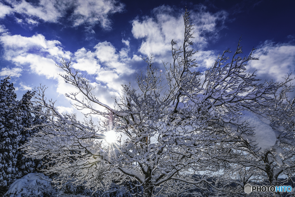 雪のはな