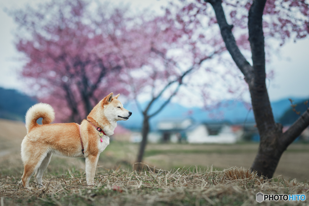 春のにおい