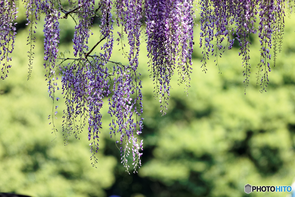 花の重み