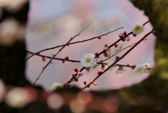 梅より覗く梅の花