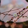梅より覗く梅の花