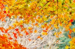 2015 紅葉-3