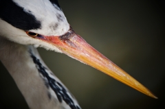 Grey heron-2