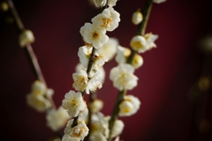 ワインレッドと白梅の花
