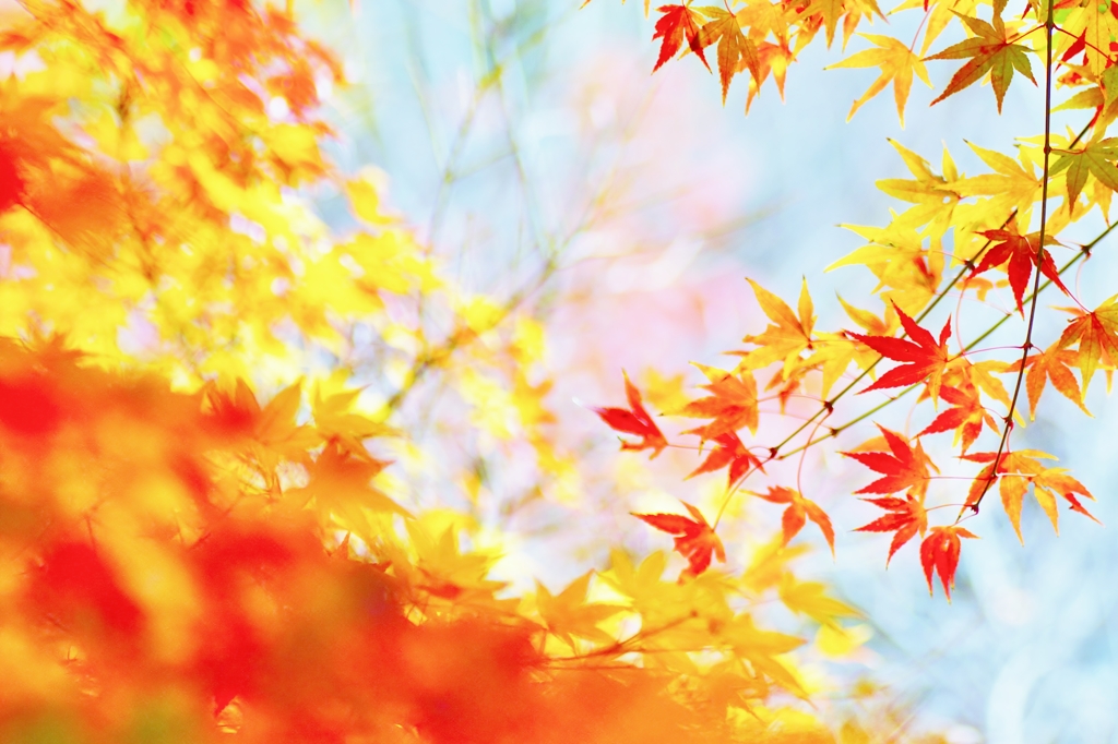 2015 紅葉-4
