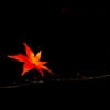 2015　紅葉-8