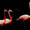 フラミンゴ