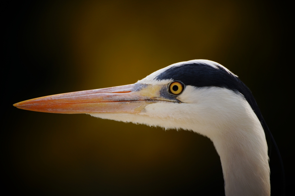 Grey heron 