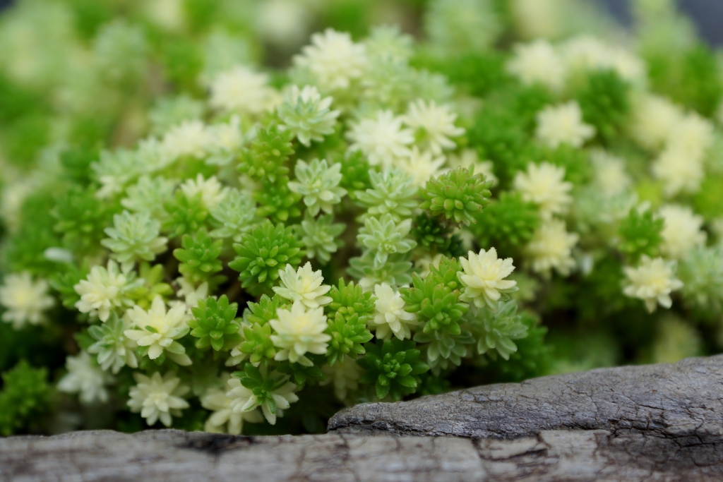 小さな森