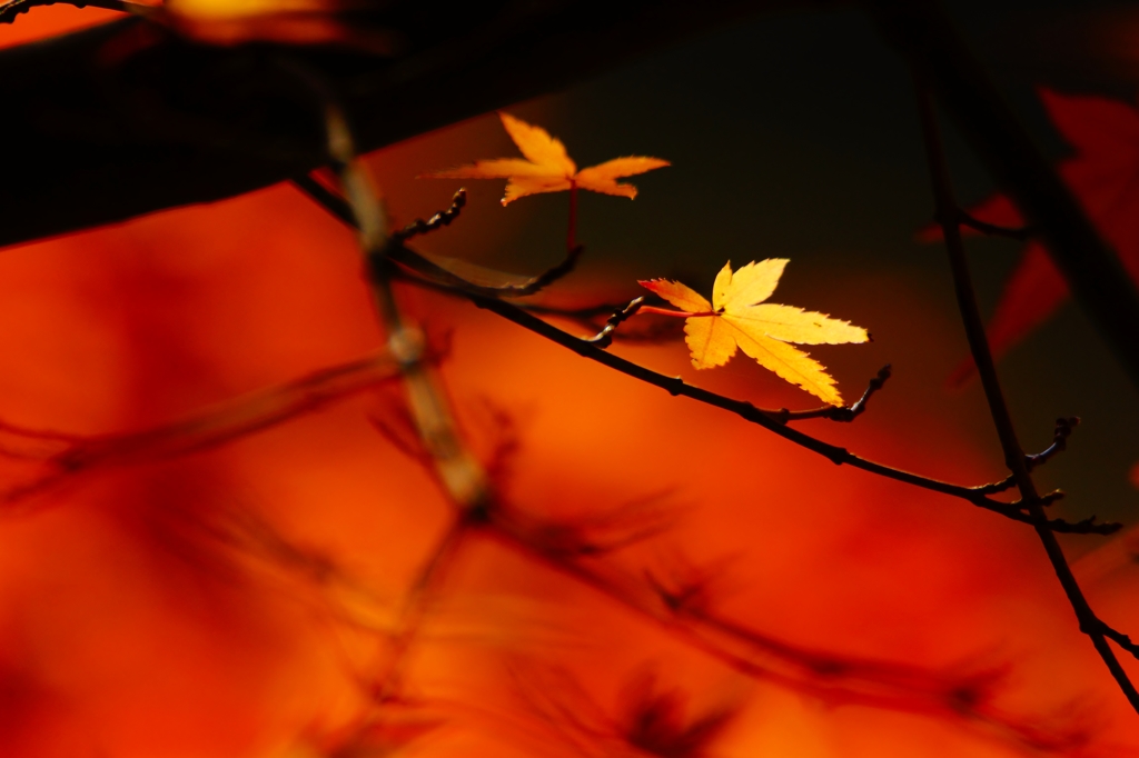 2015 紅葉-7