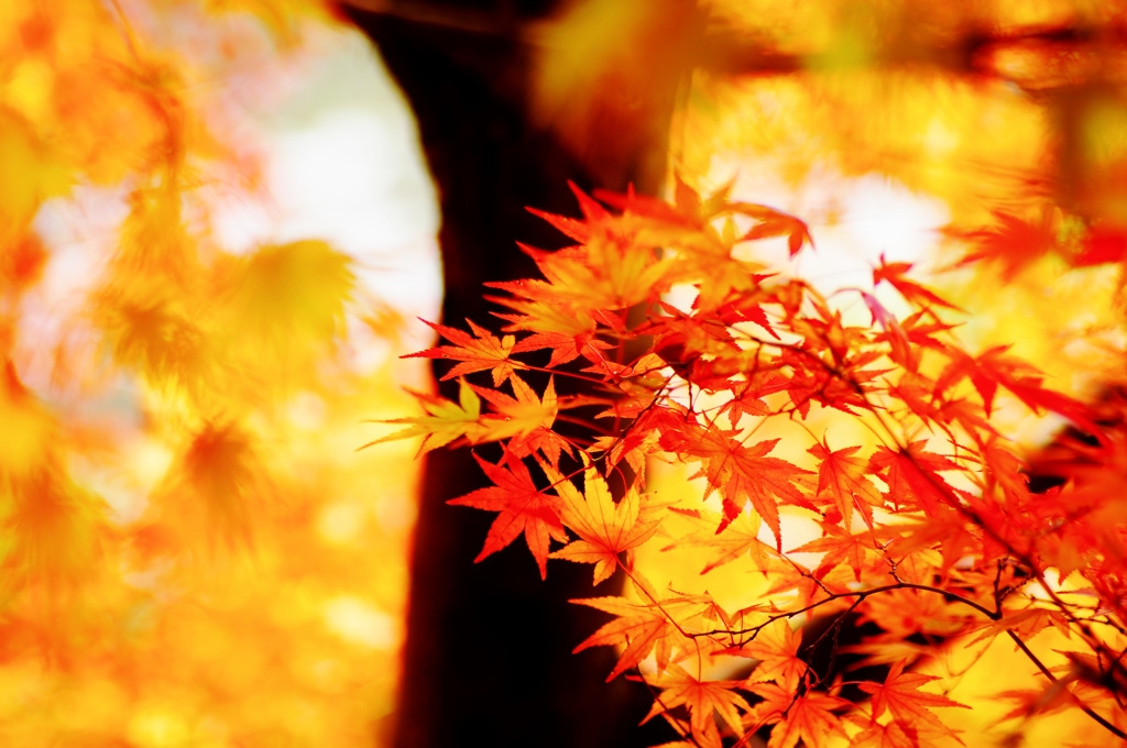 2015 紅葉-2