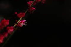 紅梅
