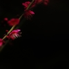 紅梅