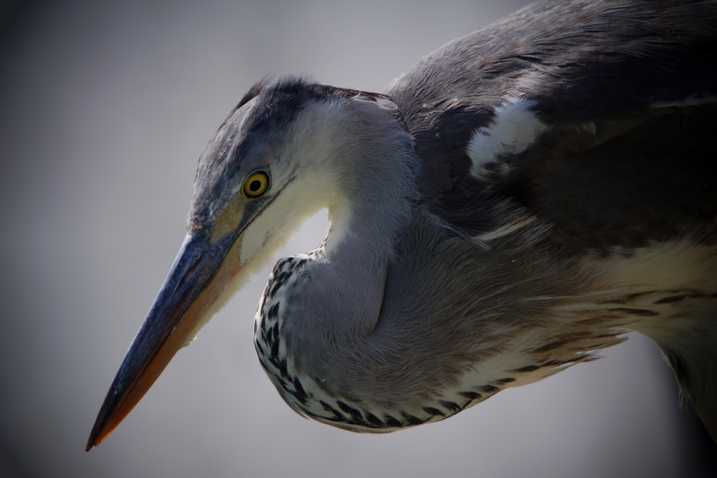 Grey heron-3