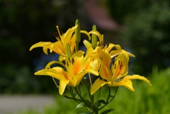 ひるがの高原に咲く花3
